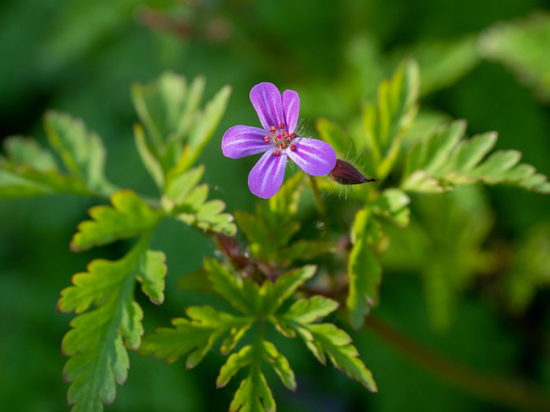Geranium robertianum