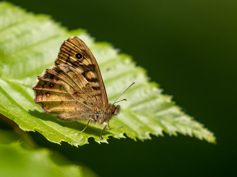 Pararge aegeria tircis