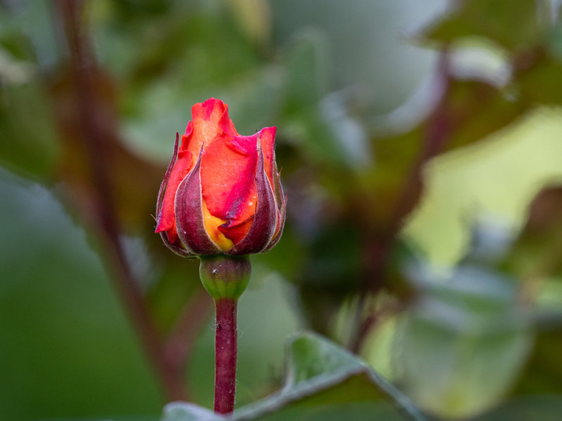 Rosa