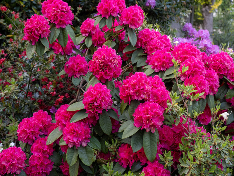 Rhododendron