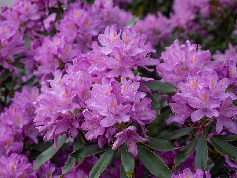 Rhododendron