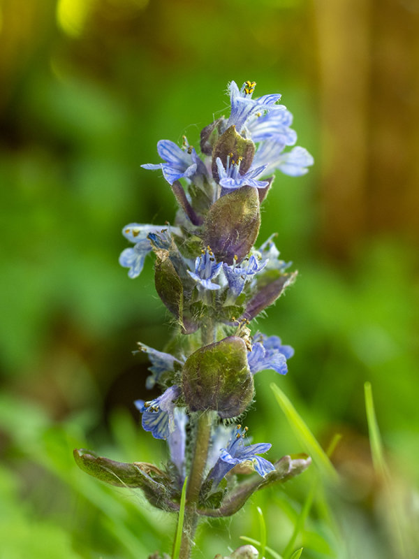 Ajuga reptans