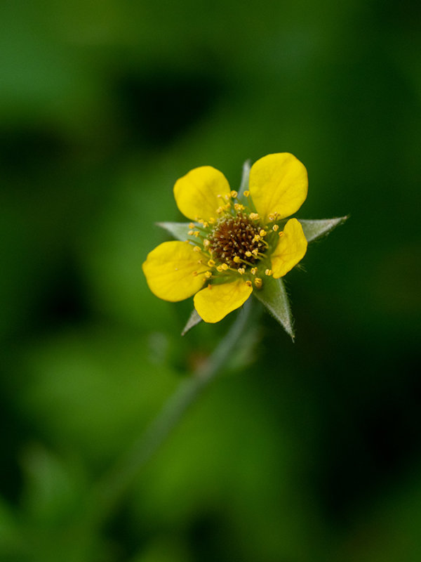 Geum urbanum  