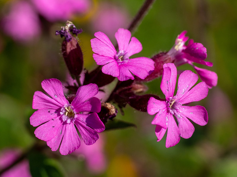 Silene dioica