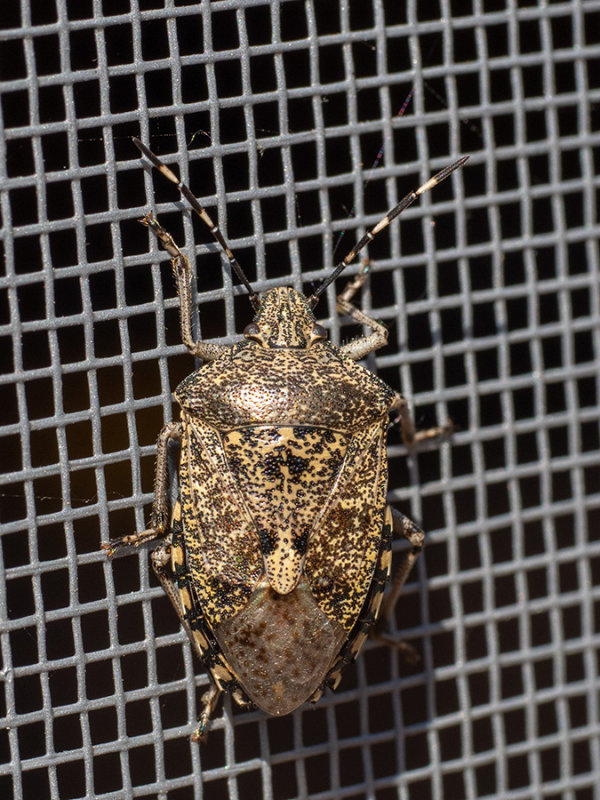 Rhaphigaster nebulosa
