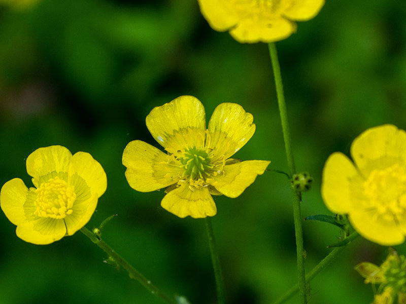Ranunculus acris