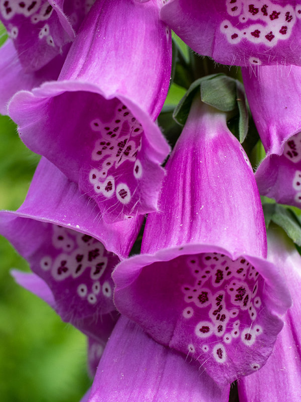 Digitalis purpurea