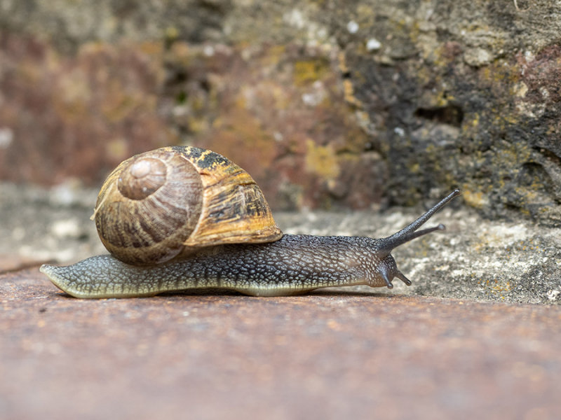 Helix aspersa