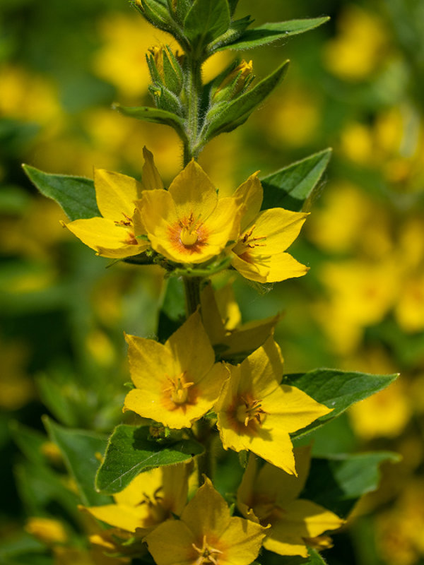 Lysimachia punctata