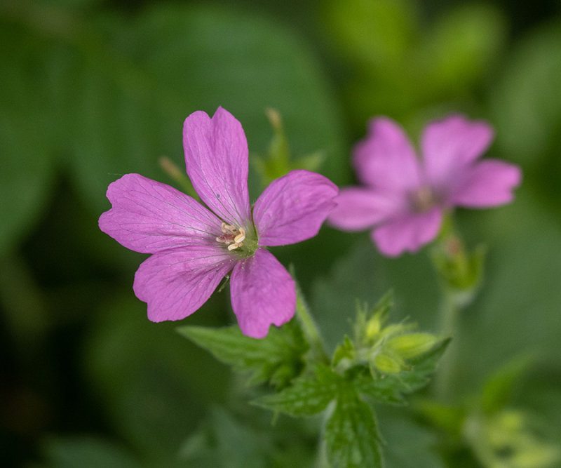 Geranium
