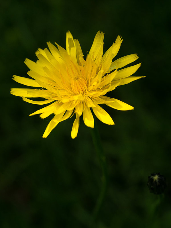 Leontodon spec.   