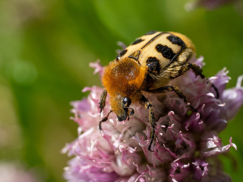 Trichius fasciatus    