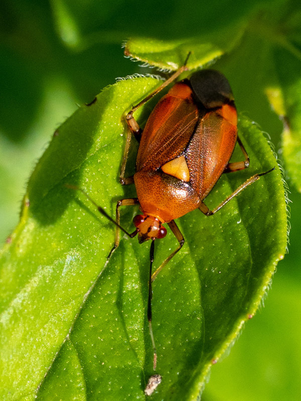 Deraeocoruis ruber   