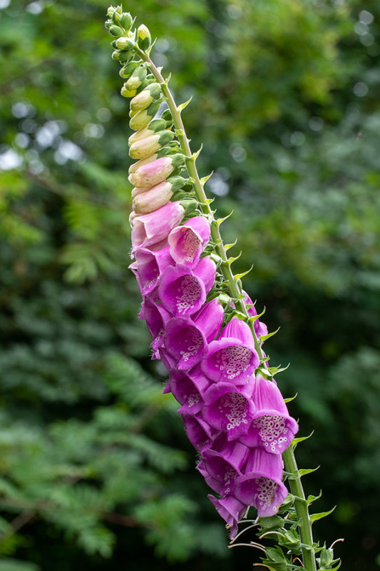 Digitalis purpurea