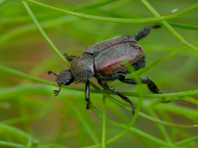 Hoplia philanthus    