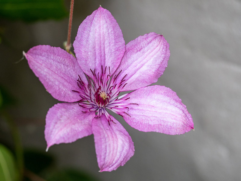 Clematis