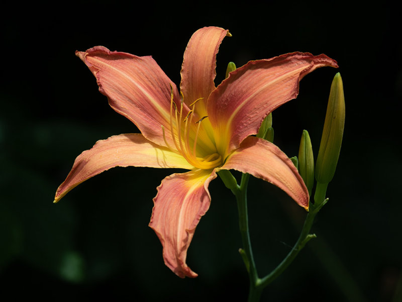 Lily