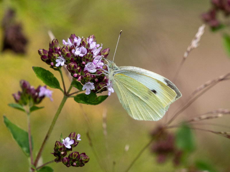 Pieris rapae    