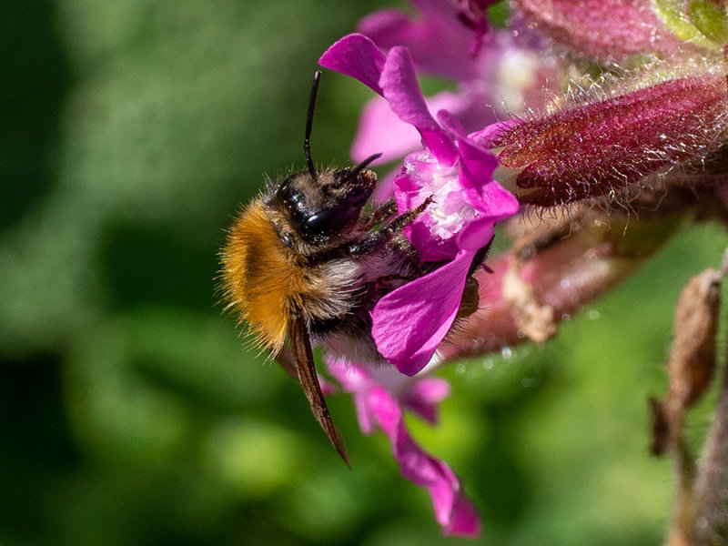 Bombus pascuorum   