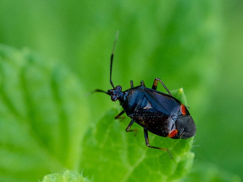 Deraeocoris trifasciatus 
