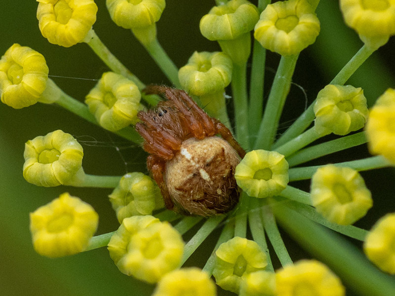 Araneus spec.