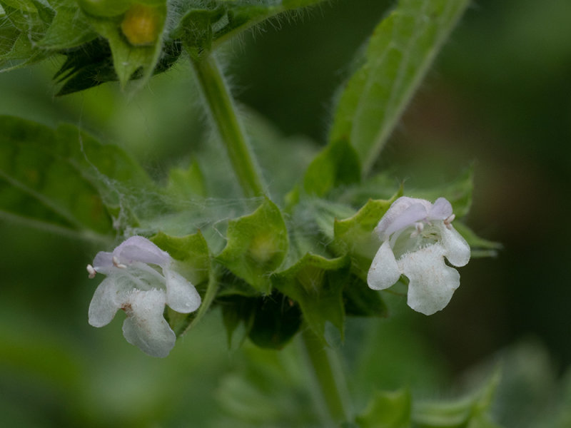 Melissa officinalis  