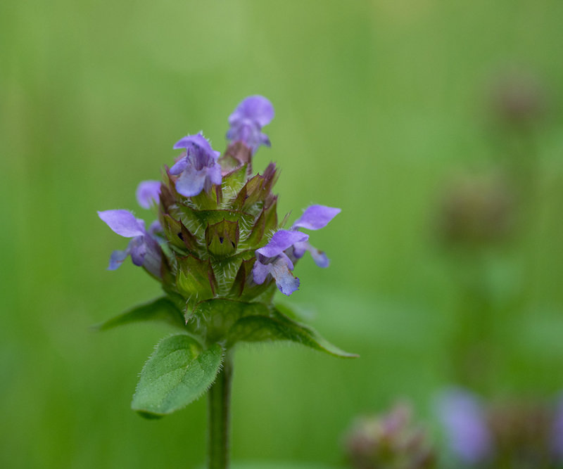 Prunella vulgaris  