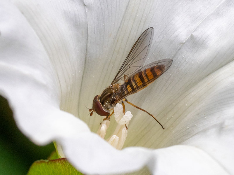 Episyrphus balteatus   