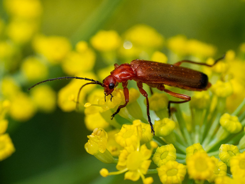 Rhagonycha fulva