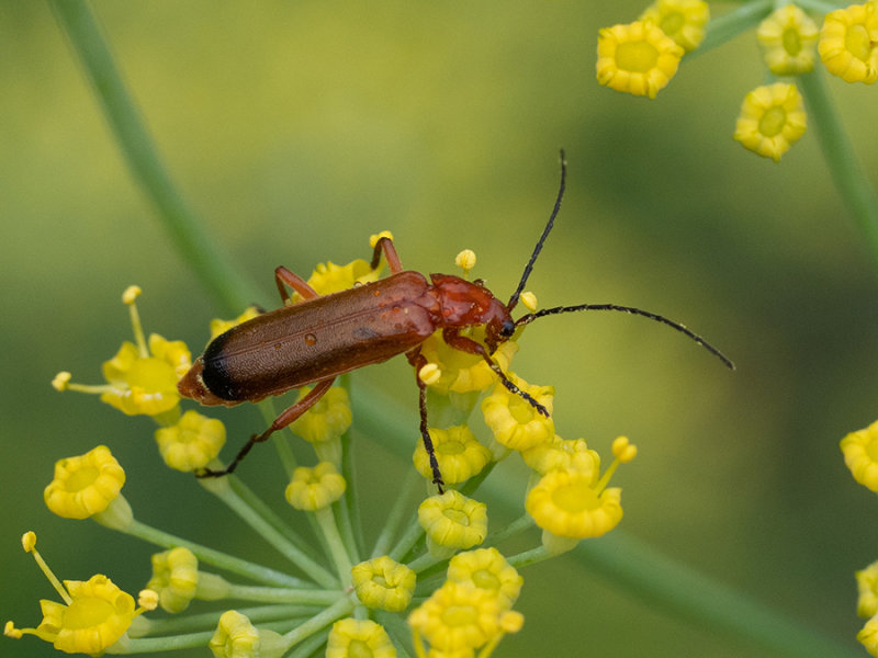 Rhagonycha fulva