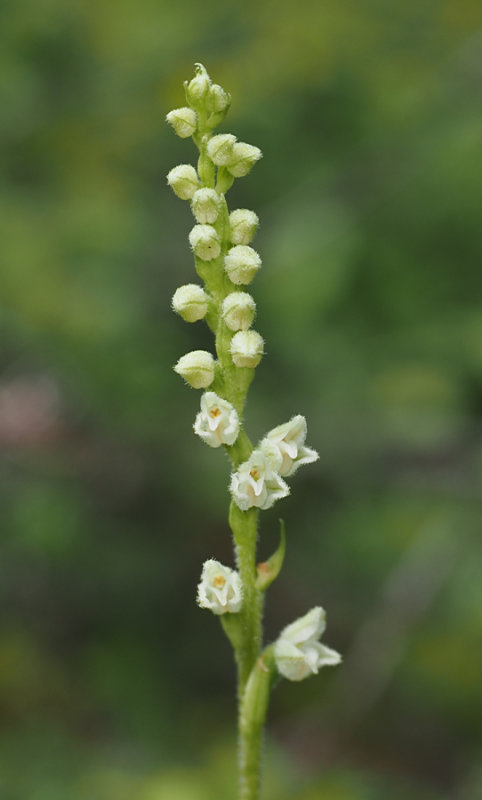 Goodyera repens