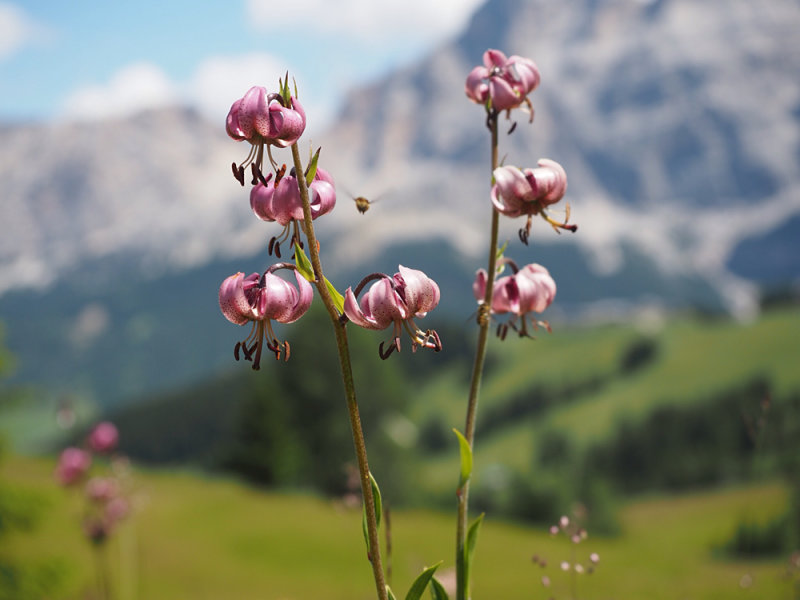 Lilium martagon
