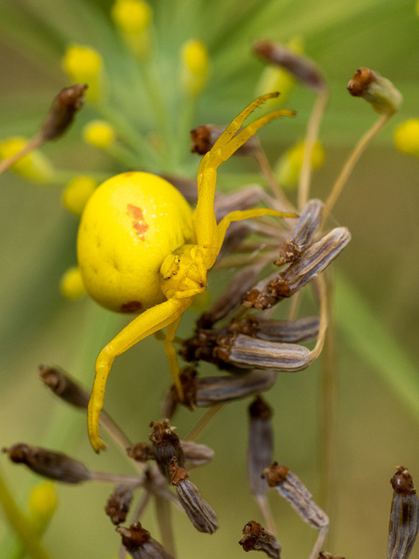 Misumena vatia