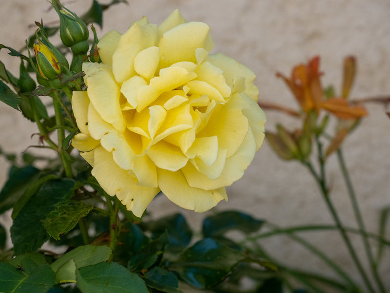 Rose