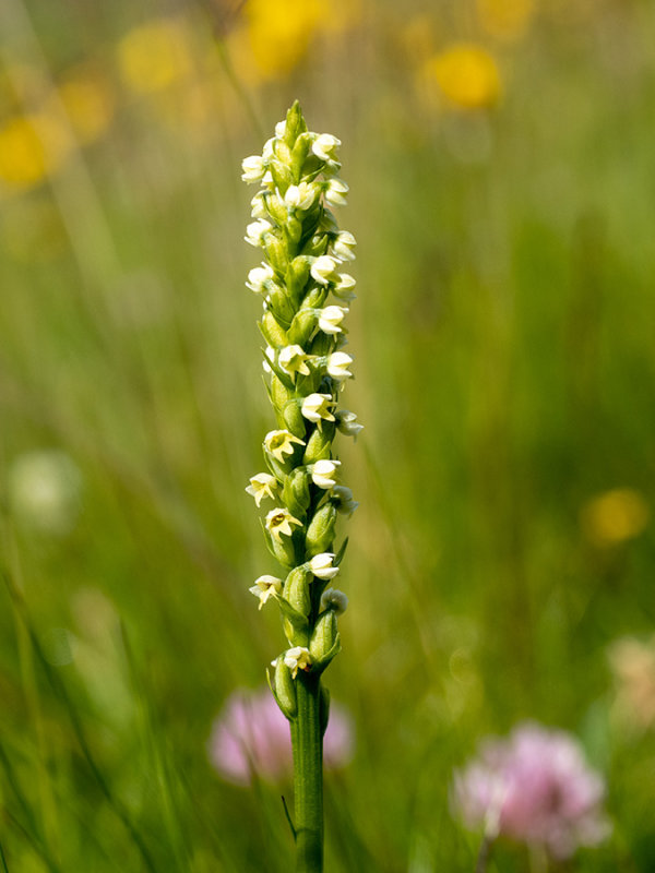 Pseudorchis albida