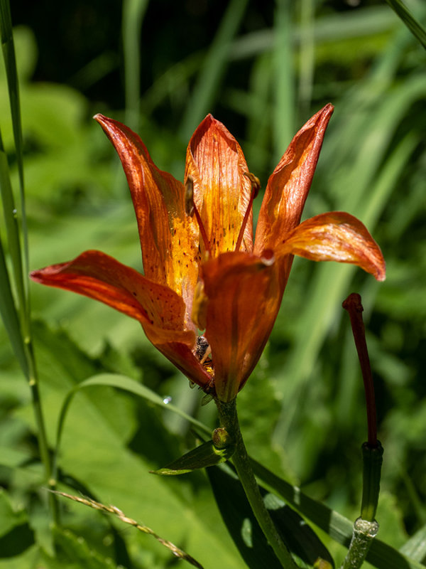 Lilium bulbiferum