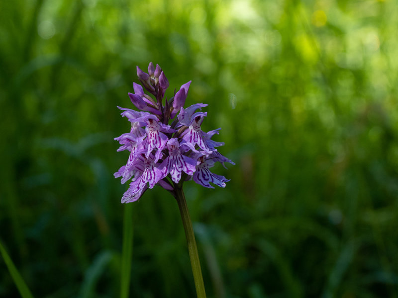 Dactylorhiza fuchsii