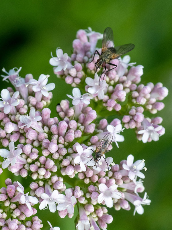 Valeriana repens  