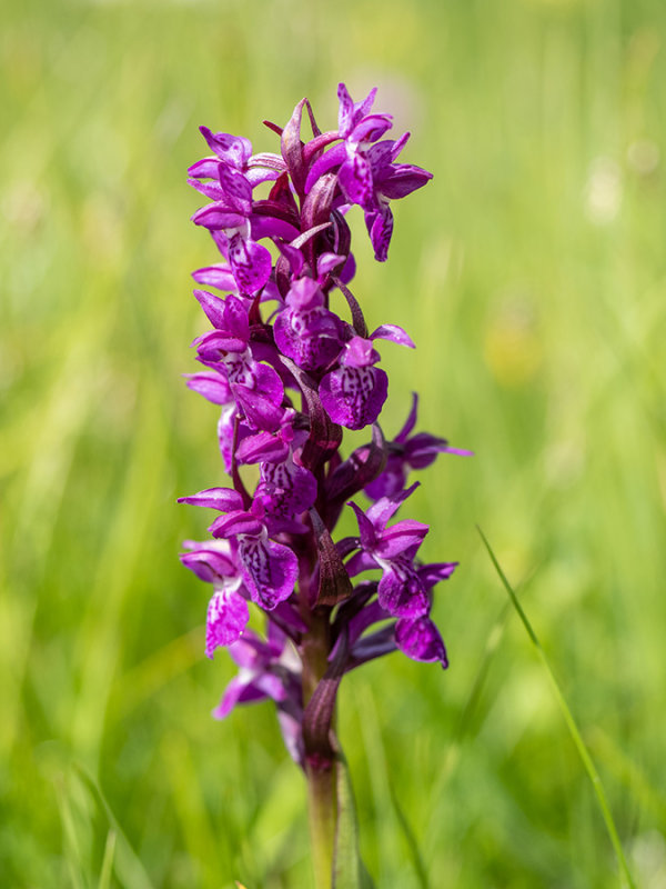 Dactylorhiza majalis alpestris