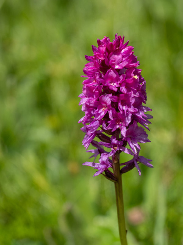 xGymnigritella suaveolens