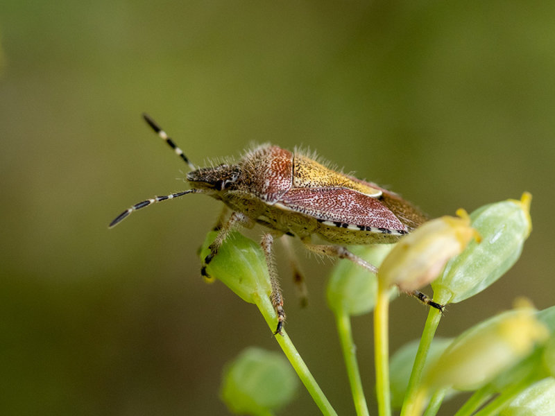 Dolycoris baccarum  
