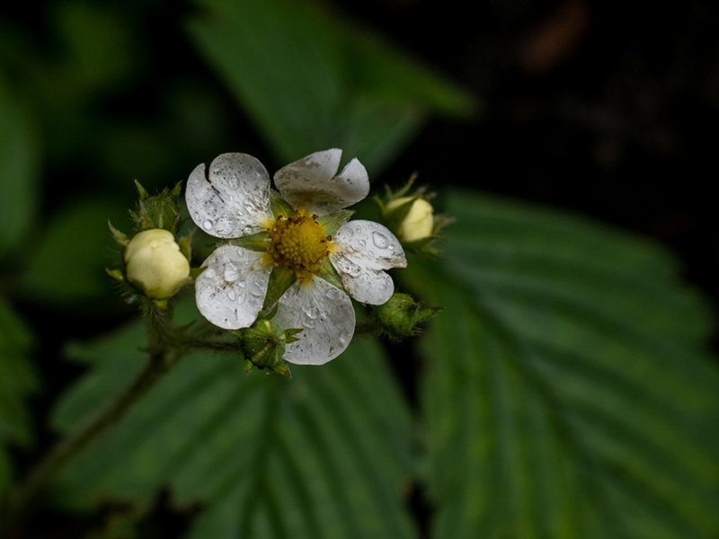 Fragaria vesca     