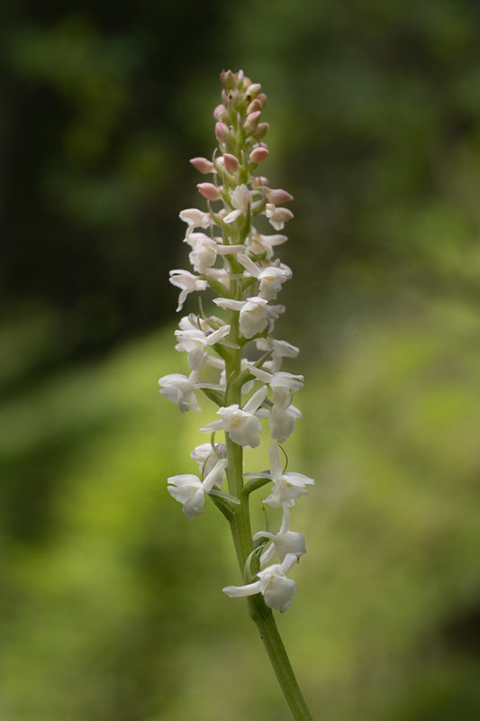 Gymnadenia odoratissima