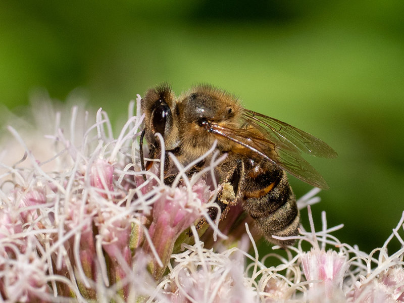 Apis melifera 