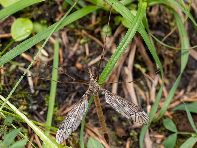 Tipula scripta