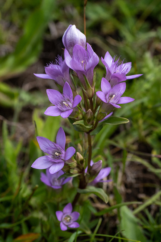Gentianella germanica