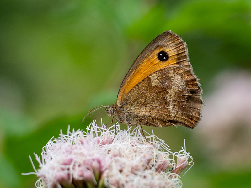 Pyronia tithonus  