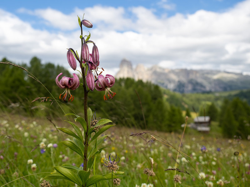 Lilium martagon