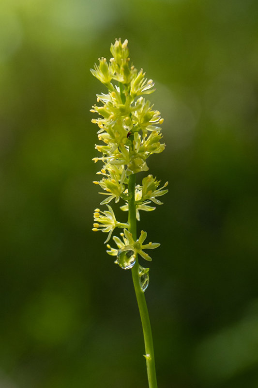 Tofieldia calyculata    