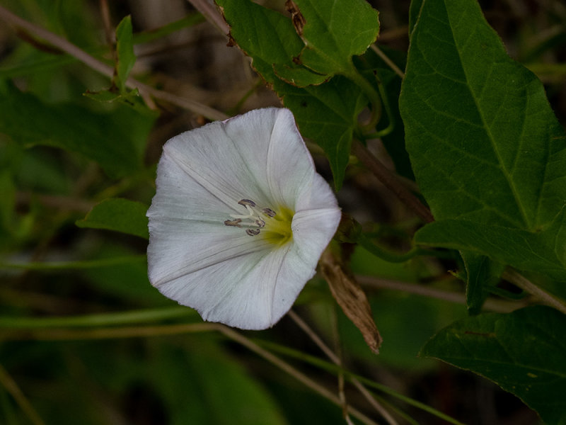 Convolvulus arvensis  